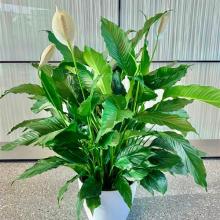Photo of a Peace Lily (Spathiphyllum)